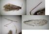 Bankesia conspurcatella